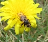 Myopa cf. buccata, a confimar