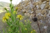 Myopites cf. limbardae (Schiner, 1863)