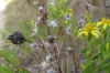 Myopites cf. limbardae (Schiner, 1863)