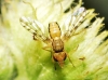 Myopites sp. Blot, 1827