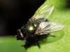 Neomyia cornicina (Fabricius, 1781)