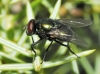 Neomyia cornicina (Fabricius, 1781)