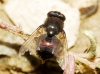 Neomyia cornicina (Fabricius, 1781)