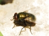 Neomyia cornicina (Fabricius, 1781)