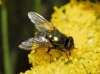 Neomyia cornicina (Fabricius, 1781)
