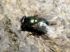 Neomyia cornicina (Fabricius, 1781)