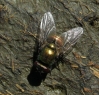 Neomyia cornicina Fabricius, 1781