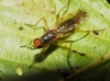 Norellia sp.