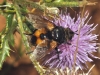 Nowickia sp. Wachtl, 1894