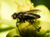 Nyctia sp.
