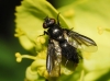 Nyctia sp. Nyctia sp.