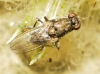 Ochthera cf. schembrii Rondani, 1847