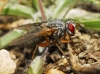 Ocytata pallipes (Fallén, 1820)