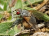 Ocytata pallipes (Fallén, 1820)