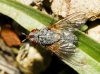 Ocytata pallipes (Fallén, 1820)