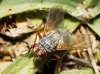Ocytata pallipes (Fallén, 1820)
