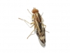 Opomyza germinationis (Linnaeus, 1758)