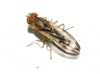 Opomyza germinationis (Linnaeus, 1758)