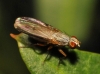 Orchisia costata (Meigen, 1826)