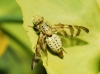 Orellia falcata (Scopoli, 1763)