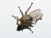 Ornithomya avicularia, a confirmar 1 de 2