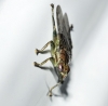 Ornithomya avicularia, a confirmar 2 de 2