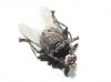 Ornithophila metallica, a confirmar 1 de 2
