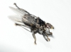 Ornithophila metallica, a confirmar 2 de 2