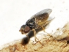 Oscinimorpha sp. 2d2 Oscinimorpha sp. 2d2