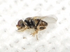 Oscinimorpha sp. Oscinimorpha sp.