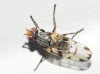 Otites maculipennis (Latreille 1811)