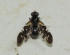 Oxyaciura tibialis (Robineau-Desvoidy, 1830)