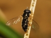 Paragus (Pandasyophthalmus) sp.