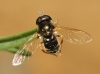 Paragus (Pandasyophthalmus) sp.