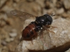 Paragus (Paragus) sp.