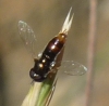 Paragus sp Paragus sp