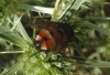 Peleteria rubescens (Robineau-Desvoidy, 1830)