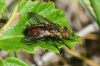 Peleteria varia (Fabricius, 1794)