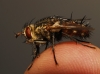 Peleteria varia (Fabricius, 1794)
