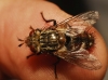 Peleteria varia (Fabricius, 1794)