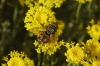 Peleteria varia (Fabricius, 1794)