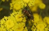 Peleteria varia (Fabricius, 1794)