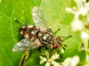 Peleteria varia (Fabricius, 1794)