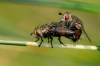 Peleteria varia (Fabricius, 1794)