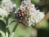 Peleteria varia (Fabricius, 1794)