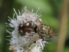 Peleteria varia (Fabricius, 1794)