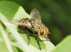 Peleteria varia (Fabricius, 1794)