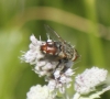 Peleteria varia (Fabricius, 1794)