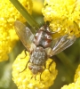 Peleteria varia (Fabricius, 1794)