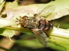 Peleteria varia (Fabricius, 1794)